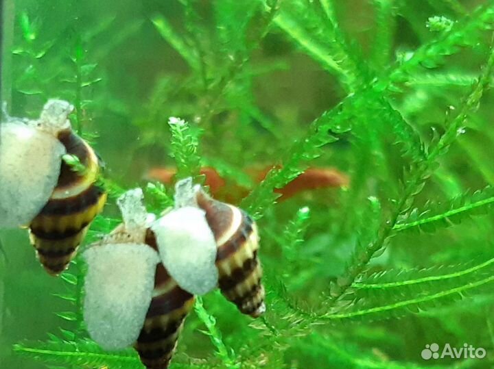 Улитки хелены