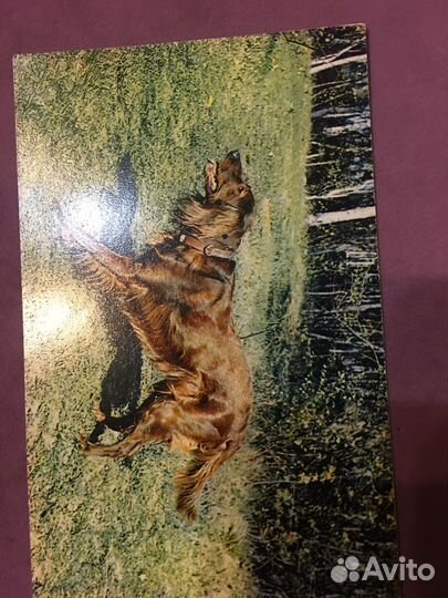 Открытки СССР собаки