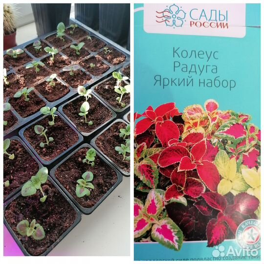 Колеус рассада