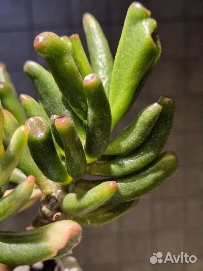 Крассула леголас