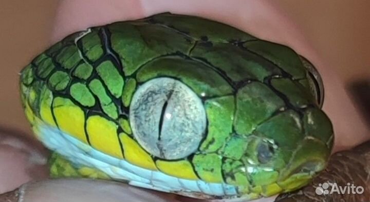 Зеленая бойга(Boiga cyanea)