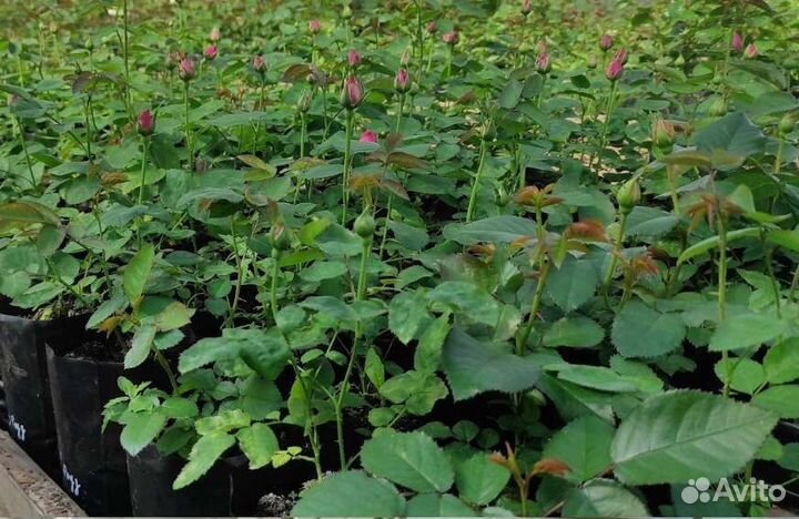 Роза плетистая Индиголетта