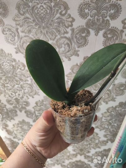 Орхидея Пиниф