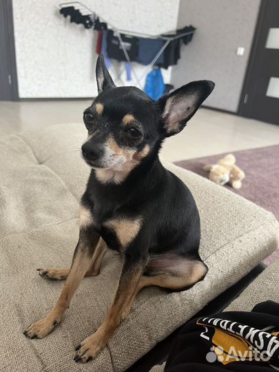 Случка (вязка) Той-терьер