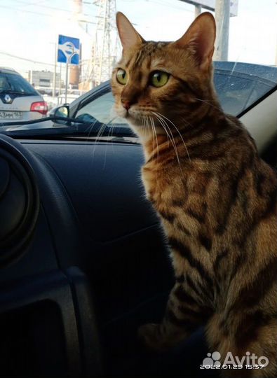 На стопе Бенгальская кошка в добрые руки