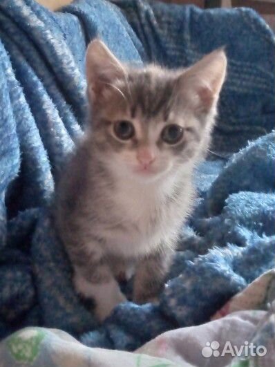 Отдам котенка шалунью