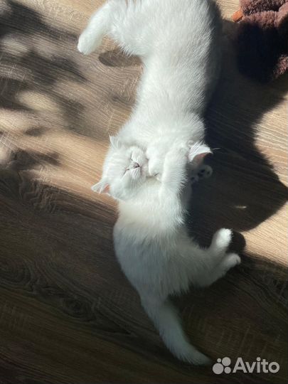 Британская шиншилла в добрые руки