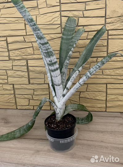 Эхмея полосатая