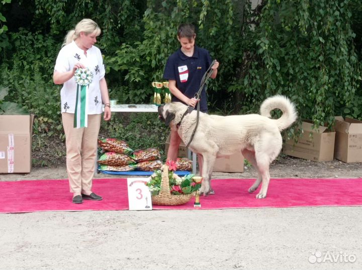 Турецкий Кангал для вязки