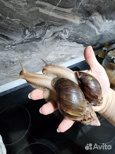 Улитки ахатины