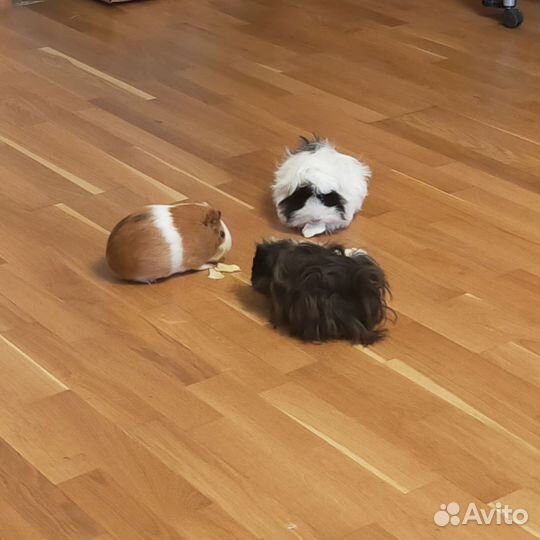 Морские свинки