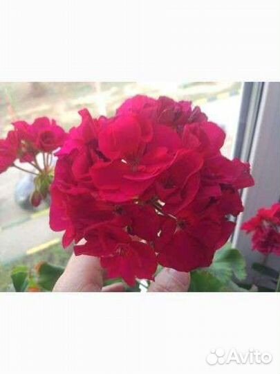 Герань пеларгония