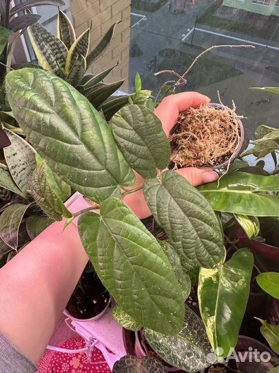 Комнатные растения часть 3