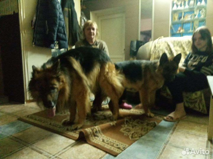 Инструктор по вязке собак