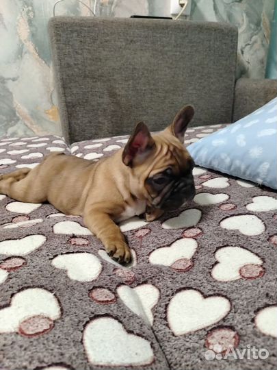 Французский бульдог щенки мини