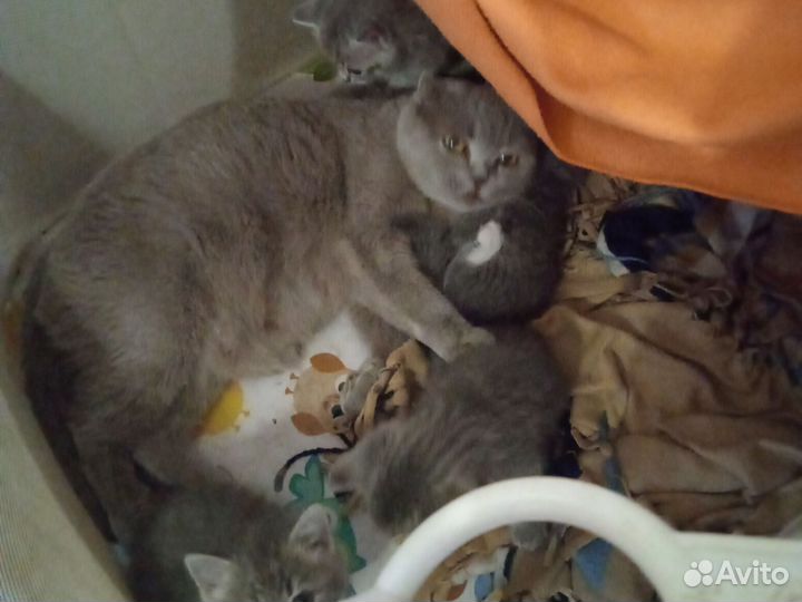 Британские котята