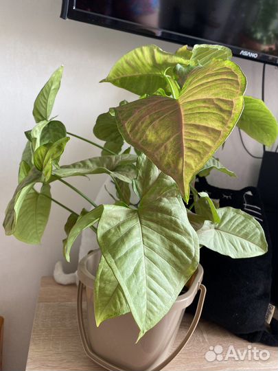 Сингониум Neon Pink детки