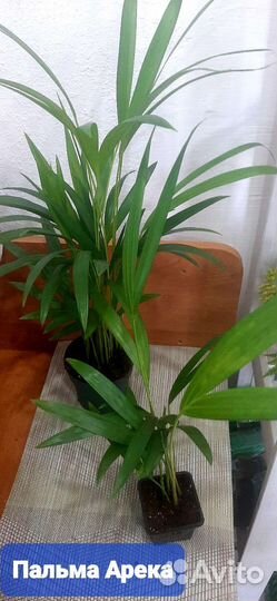 Пальма арека