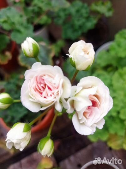 Ив Галина Уланова пеларгония