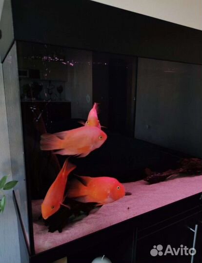 Рыбки попугаи