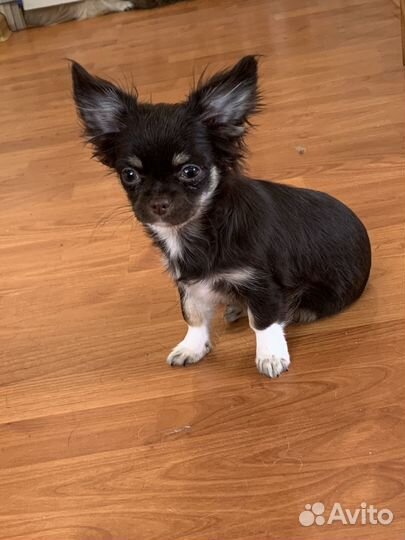 Чихуахуа девочка