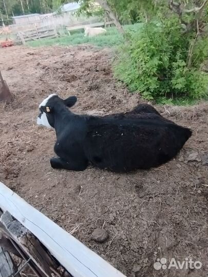 Домашние животные