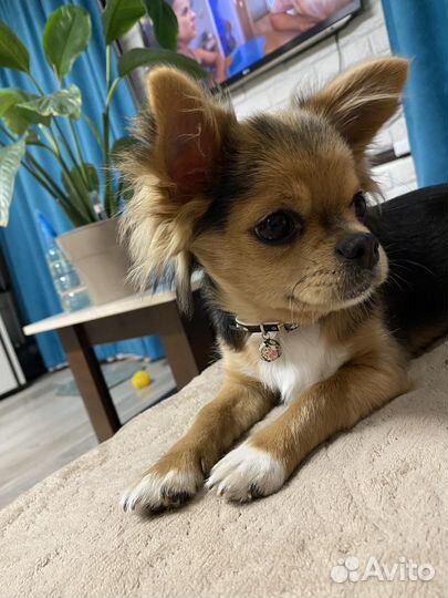 Мини чихуахуа вязка