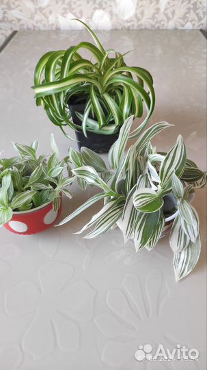 Хлорофитум кудрявый Бони, Традесканция