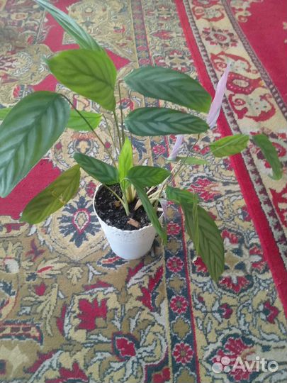 Комнатные цветы