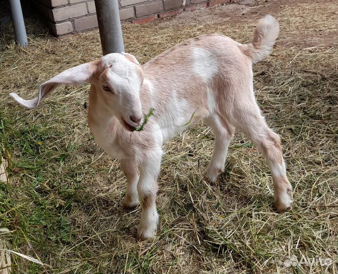 Англо-нубийские козлята