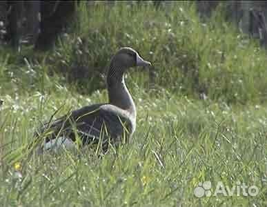 Охота на гуся