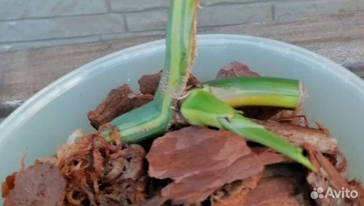 Монстера вариегатная еллоу сплеш