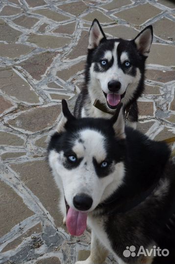 Сибирский хаски