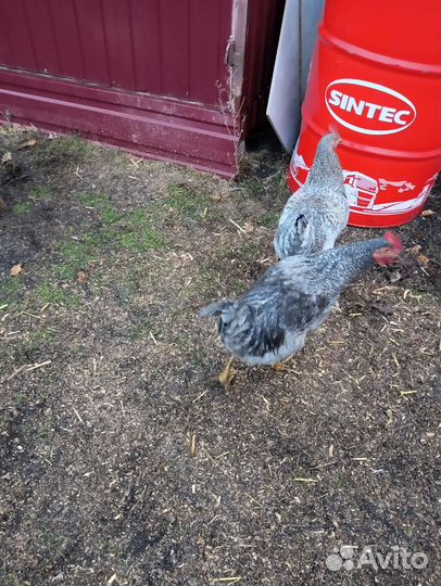 Молодые петухи разных пород