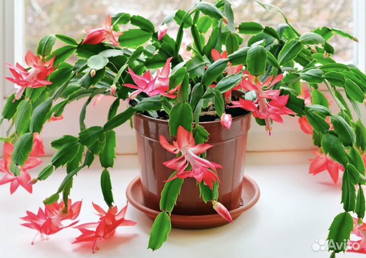 Декабрист шлюмбергера