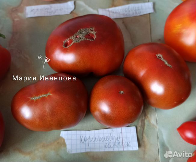 Семена томатов гномы