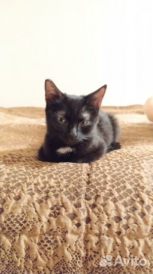 Кошка в дар бесплатно