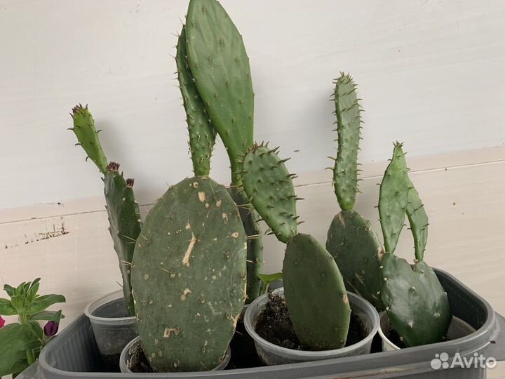 Комнатные цветы (мили,кактусы )