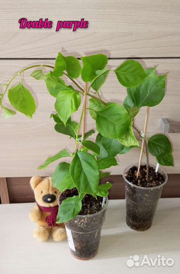 Бугенвиллии,брунфельсия