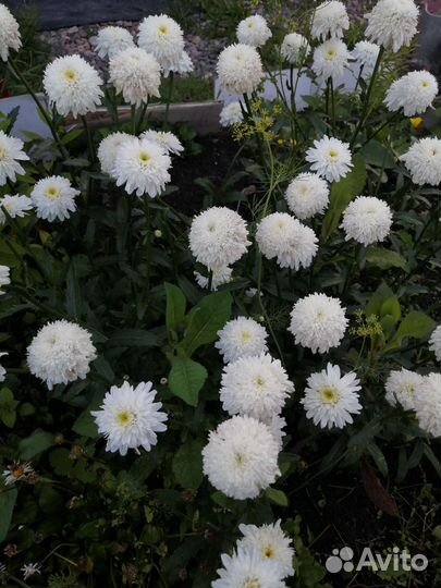 Многолетники флоксы, гелениум, традесканция