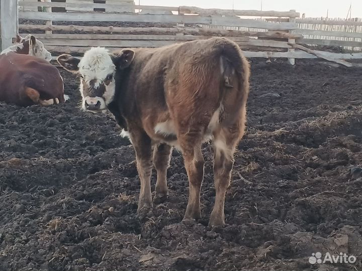 Бычки, телочки