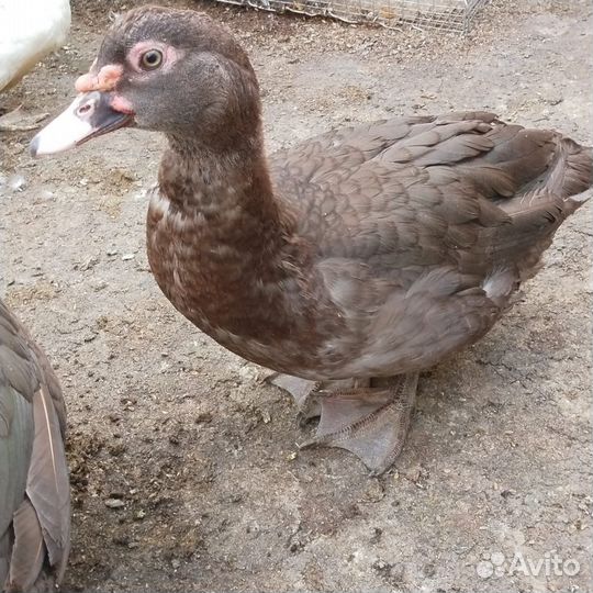 Утки шоколадные