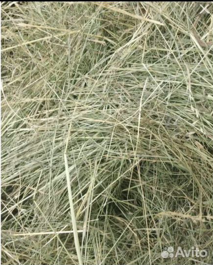 Сено в рулонах