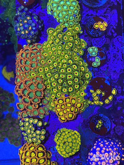 Морские кораллы для аквариума