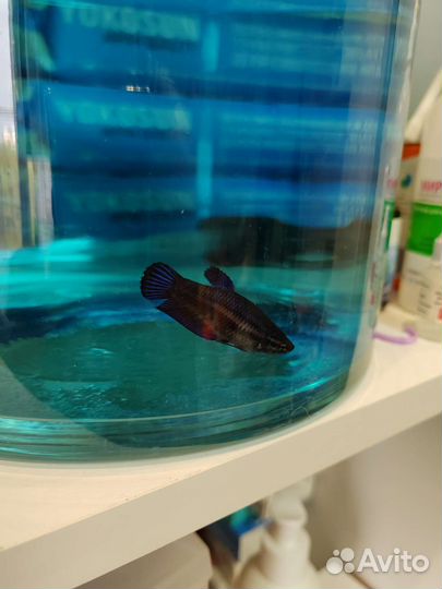 Рыбка петушок самка