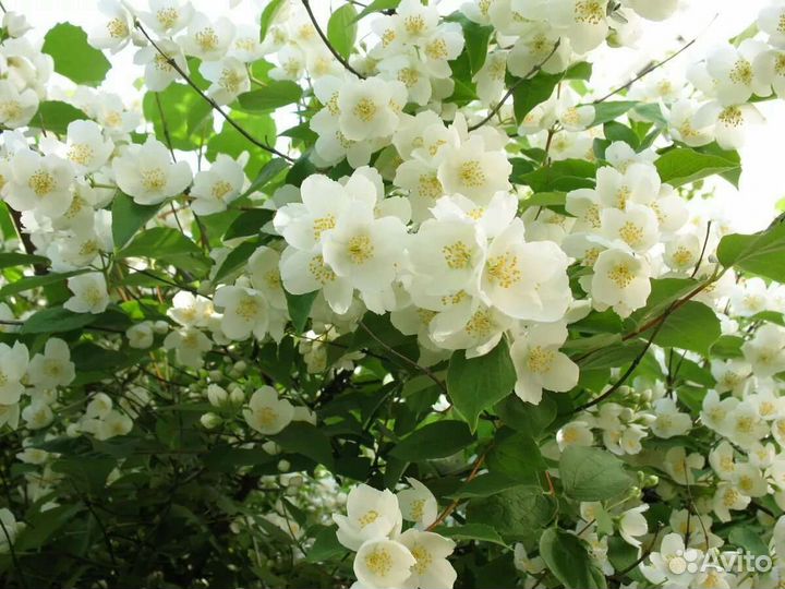 Многолетние садовые растения