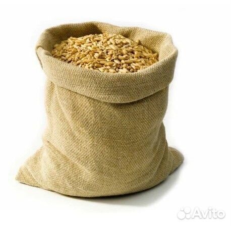 Зерно пшеница