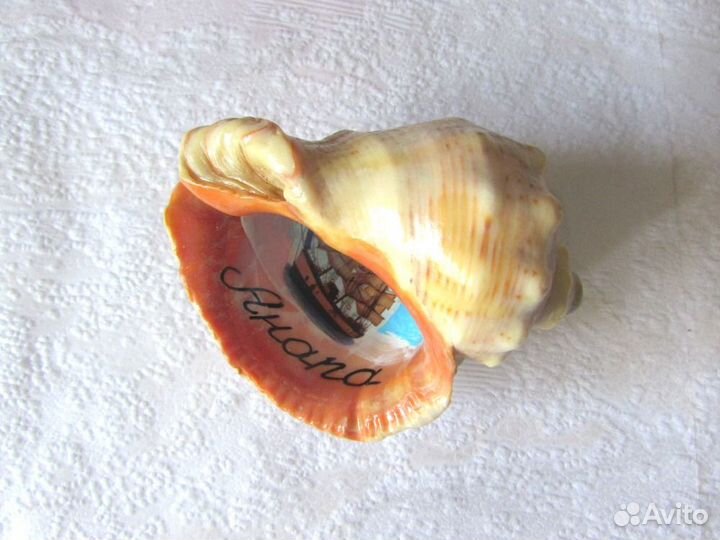 Ракушки морские. Цена за все