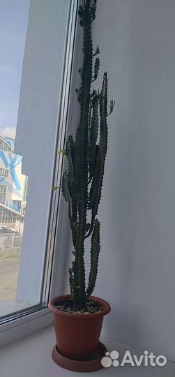 Молочай трехгранный