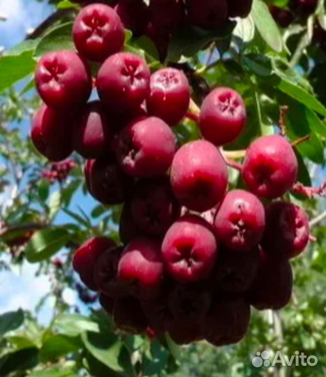 Саженцы рябины Гранатной